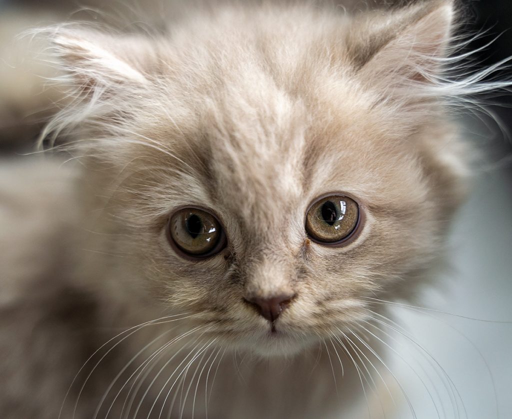 London Pet Transport from PetsA2B