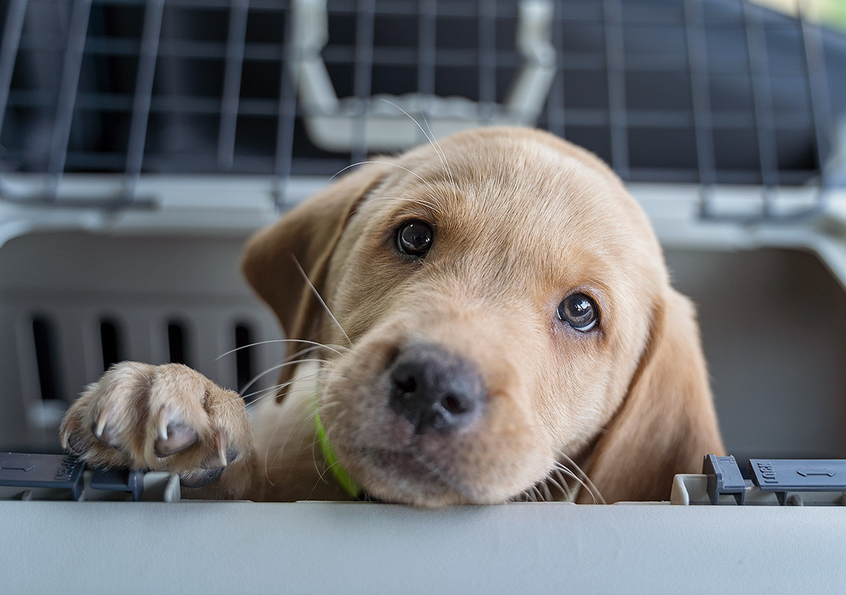 Pet Transport In Edinburgh DEFRA Approved Pets A2B