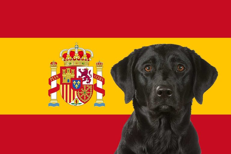 Pet Transport to Spain Pet Relocation Experts To Europe