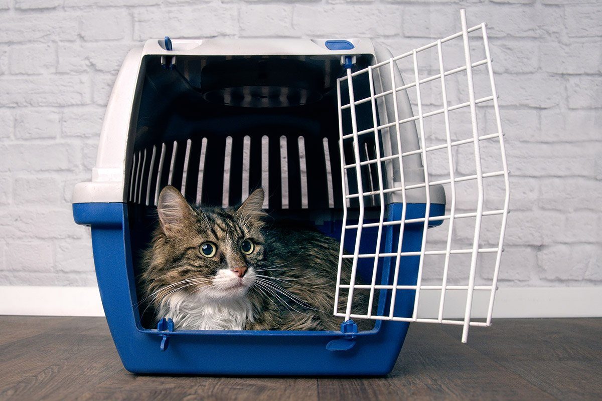 Cat Transport Service DEFRA licenced & Great Prices